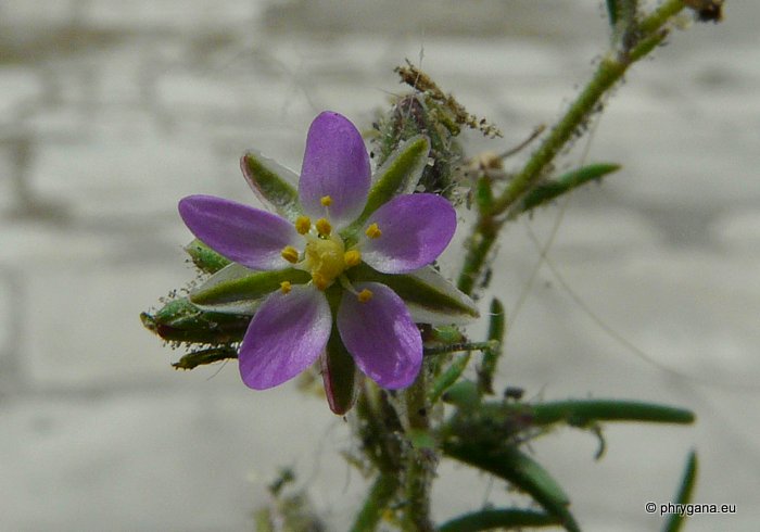 Spergularia rubra (L.) J. Presl & C. Presl