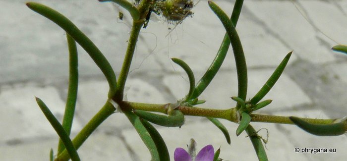 Spergularia rubra (L.) J. Presl & C. Presl