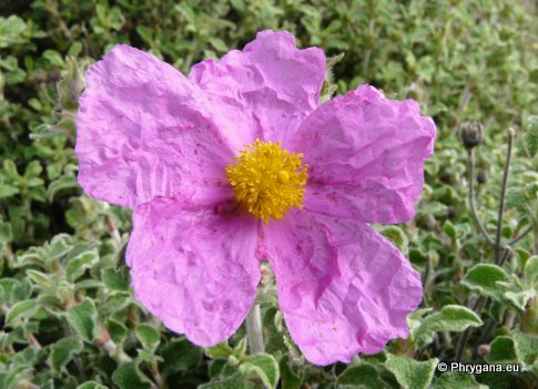 Cistus creticus subsp. eriocephalus (VIV.) GREUTER & BURDET