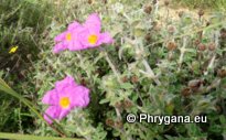 Cistus creticus subsp. eriocephalus (VIV.) GREUTER & BURDET