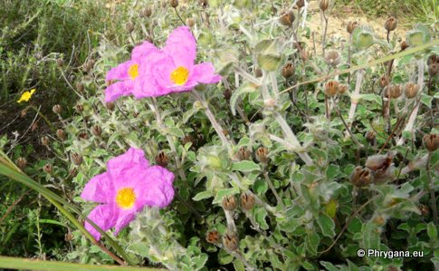 Cistus creticus subsp. eriocephalus (VIV.) GREUTER & BURDET