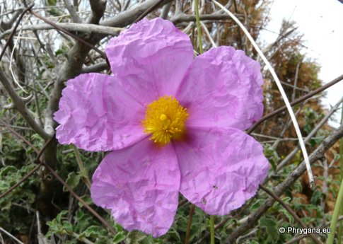 Cistus creticus subsp. eriocephalus (VIV.) GREUTER & BURDET