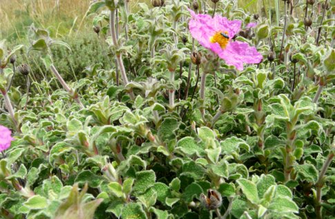 Cistus creticus subsp. eriocephalus (VIV.) GREUTER & BURDET