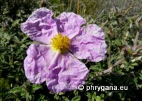 Cistus creticus subsp. eriocephalus (VIV.) GREUTER & BURDET