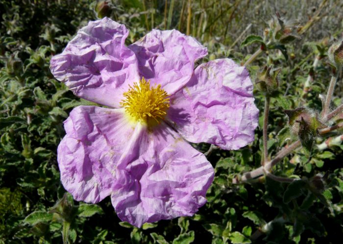 Cistus creticus subsp. eriocephalus (VIV.) GREUTER & BURDET