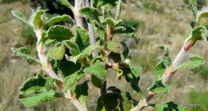 Cistus creticus subsp. eriocephalus (VIV.) GREUTER & BURDET