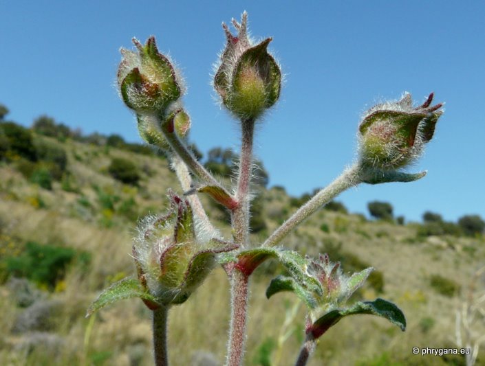 Cistus creticus subsp. eriocephalus (VIV.) GREUTER & BURDET