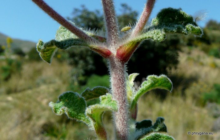 Cistus creticus subsp. eriocephalus (VIV.) GREUTER & BURDET