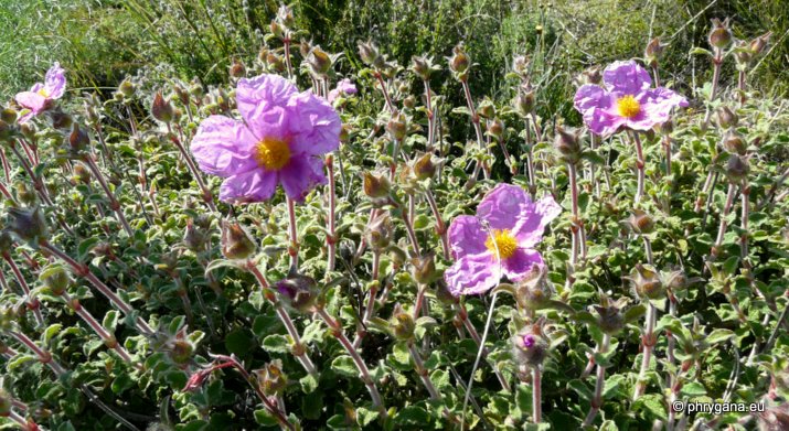 Cistus creticus subsp. eriocephalus (VIV.) GREUTER & BURDET