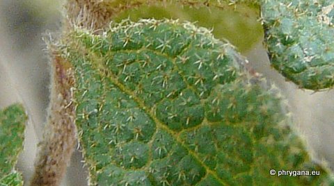 Cistus salviifolius L.