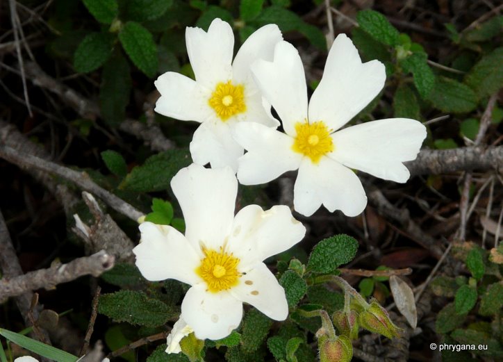 Cistus salviifolius L.