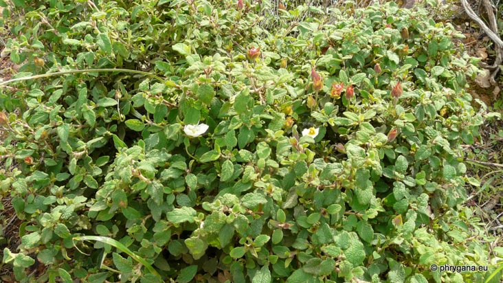 Cistus salviifolius L.