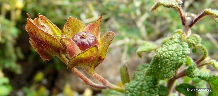 Cistus salviifolius L.