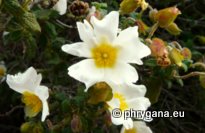 Cistus salviifolius L.