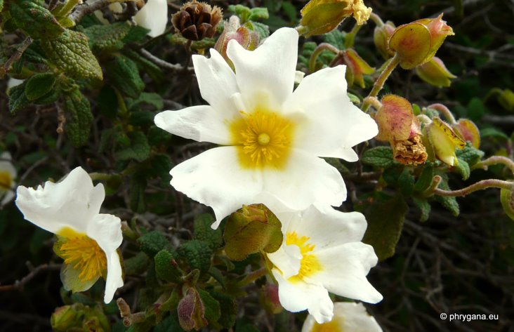 Cistus salviifolius L.