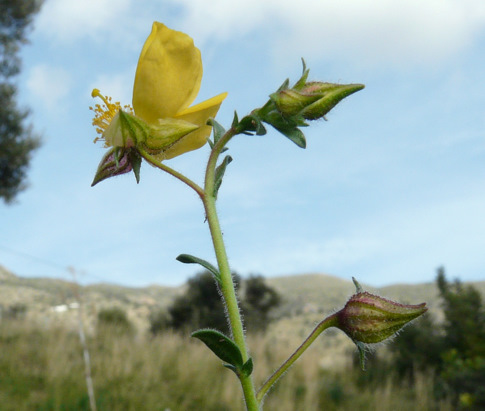 Fumana arabica