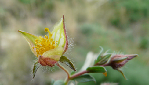  Fumana arabica (L.) SPACH