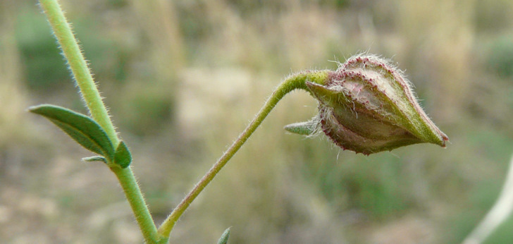  Fumana arabica (L.) SPACH