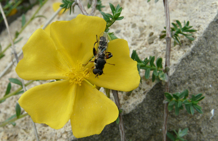  Fumana arabica (L.) SPACH