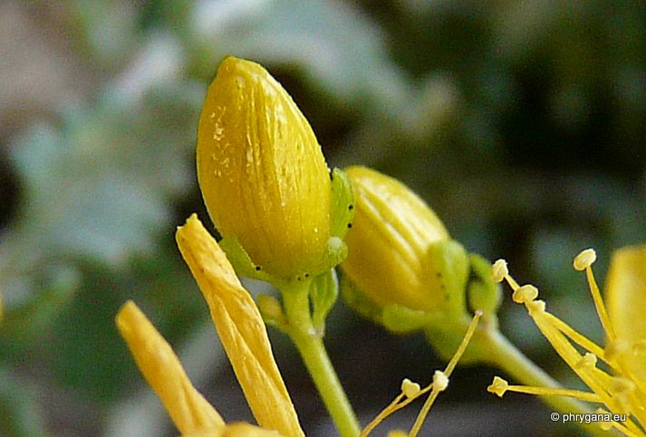 Hypericum empetrifolium WILLD.