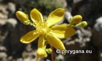 Hypericum empetrifolium WILLD.