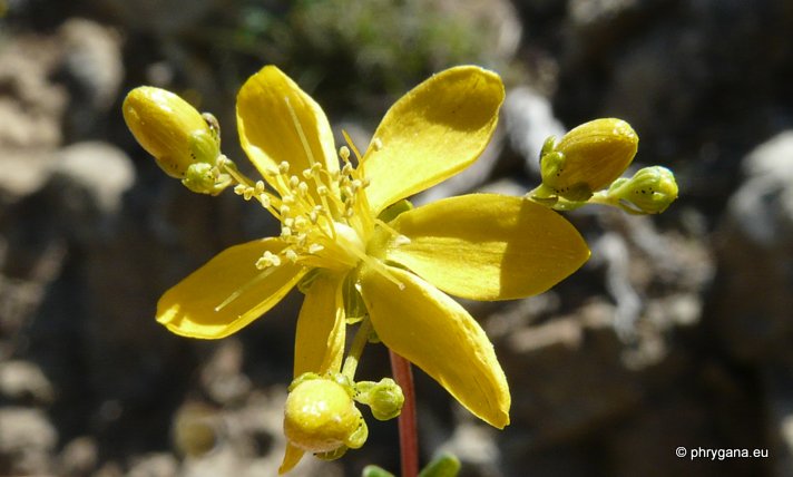 Hypericum empetrifolium WILLD.