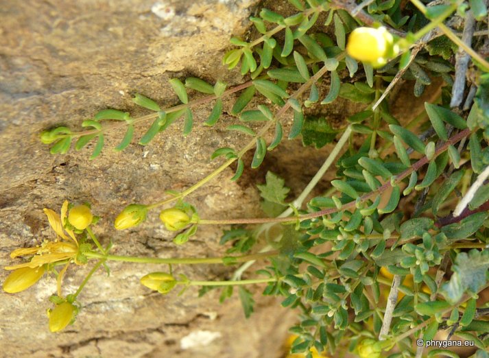 Hypericum empetrifolium WILLD.