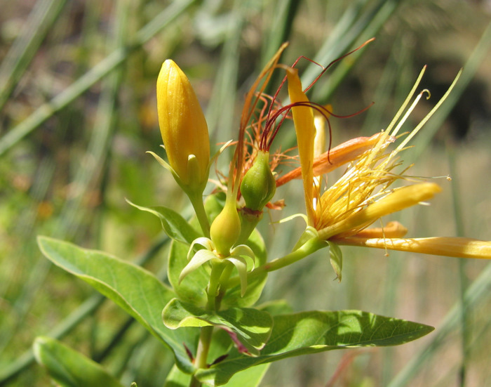 Hypericum hircinum L. subsp. albimontanum (GREUTER) N. ROBSON