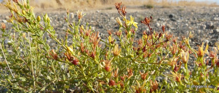 Hypericum triquetrifolium TURRA