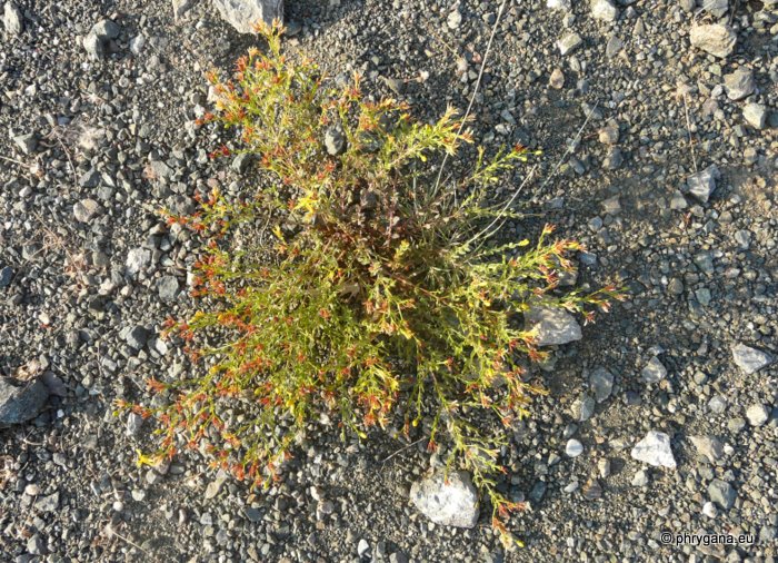 Hypericum triquetrifolium TURRA