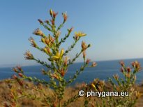 Hypericum triquetrifolium TURRA