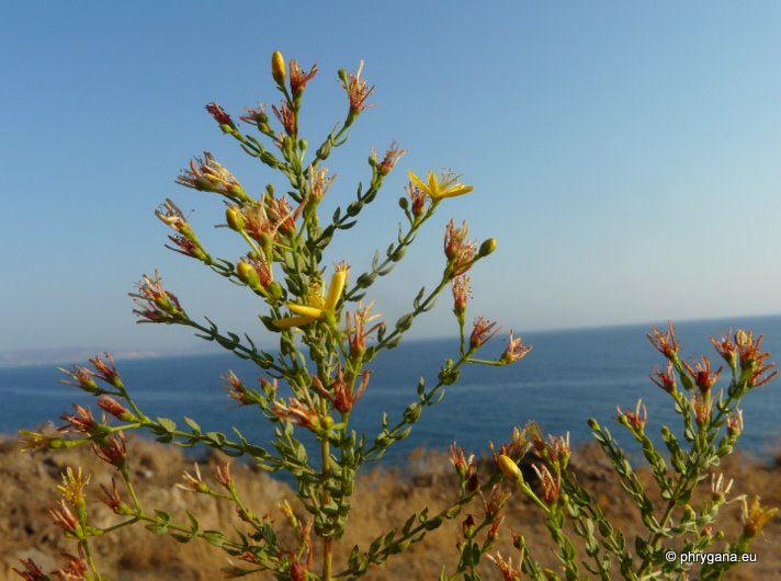 Hypericum triquetrifolium TURRA