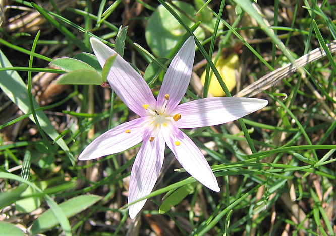 Colchicum pusillum SIEBER