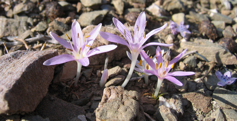 Colchicum pusillum SIEBER