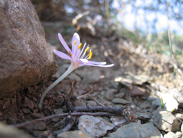 Colchicum pusillum SIEBER