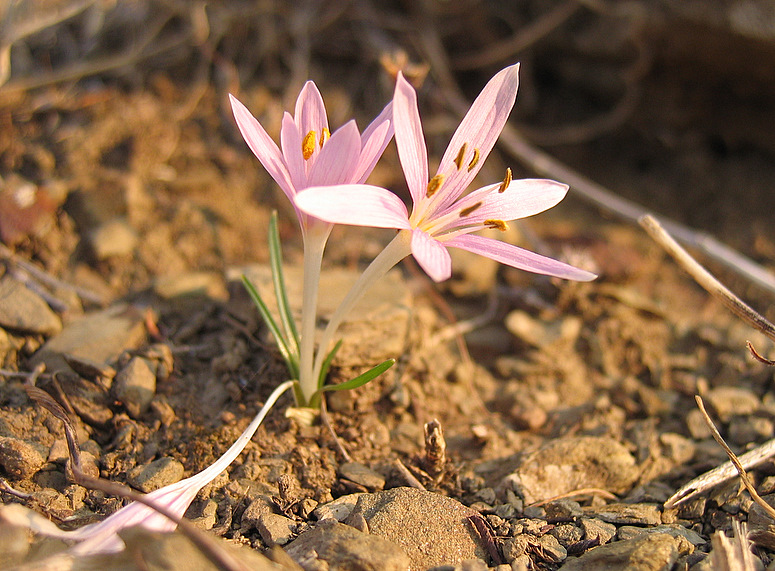 Colchicum pusillum SIEBER