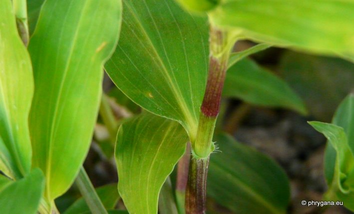 Commelina communis L.