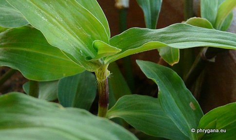 Commelina communis L.