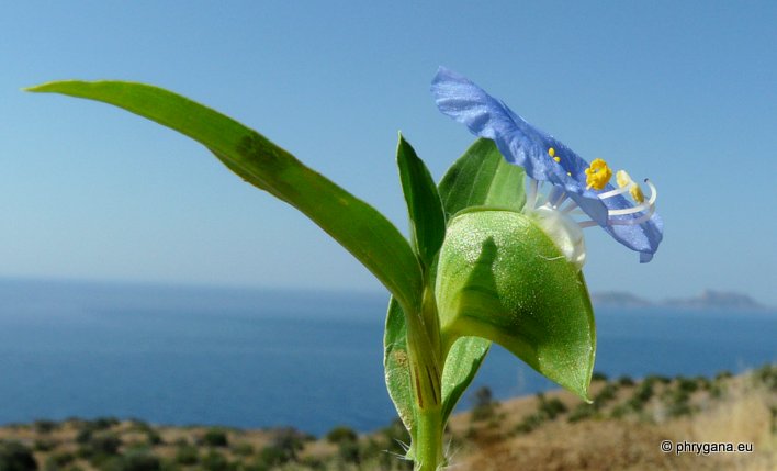 Commelina communis L.