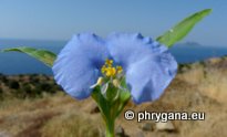 Commelina communis L.