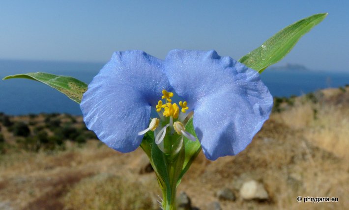 Commelina communis L.