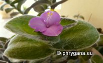 Tradescantia sillamontana MATUDA