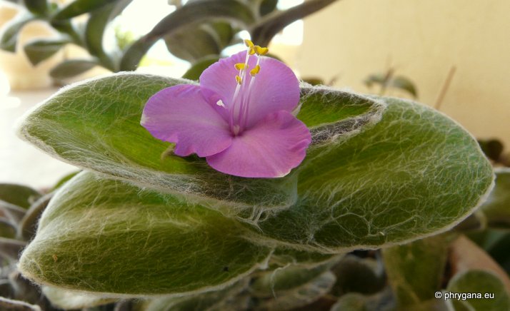 Tradescantia sillamontana MATUDA