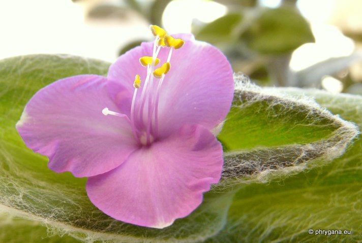 Tradescantia sillamontana MATUDA