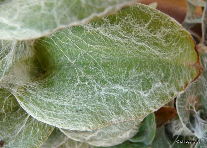 Tradescantia sillamontana MATUDA