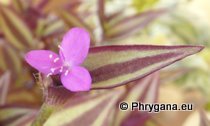 Tradescantia zebrina BOSSE var. zebrina