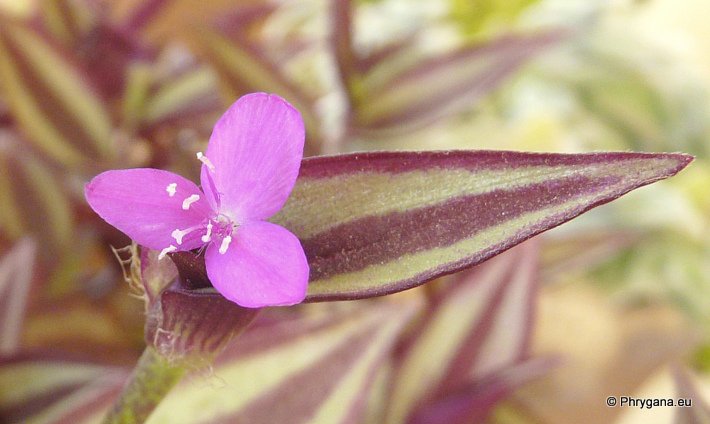 Tradescantia zebrina BOSSE var. zebrina