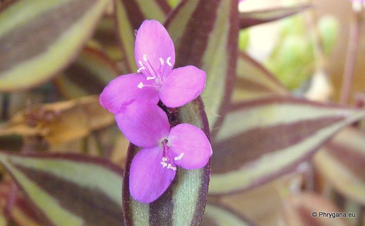 Tradescantia zebrina BOSSE var. zebrina