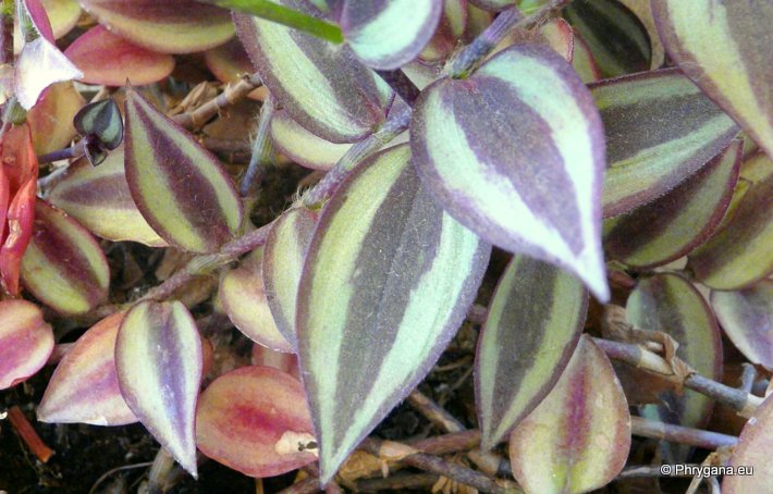 Tradescantia zebrina BOSSE var. zebrina