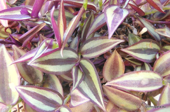 Tradescantia zebrina BOSSE var. zebrina